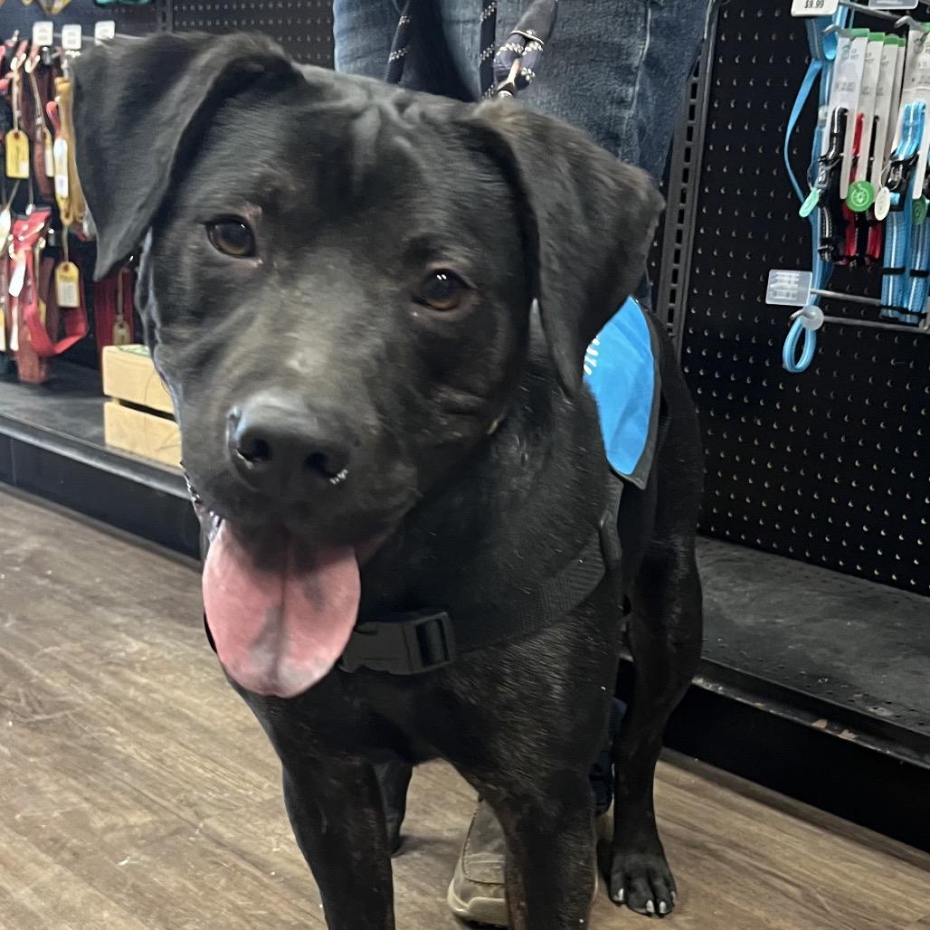 Shadow, a Adoptable mixed breed in Mooresville, IN image 2/6