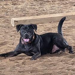 Enlarge Shadow, a Adoptable mixed breed in Mooresville, IN image 2/5