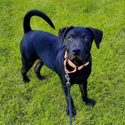 Enlarge Shadow, a Adoptable mixed breed in Mooresville, IN image 3/5