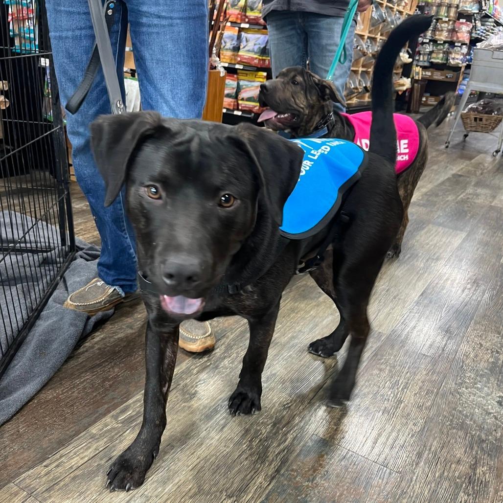 Enlarge Shadow, a Adoptable mixed breed in Mooresville, IN image 4/5