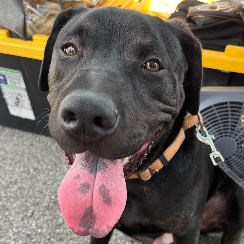 Enlarge Shadow, a Adoptable mixed breed in Mooresville, IN image 5/5