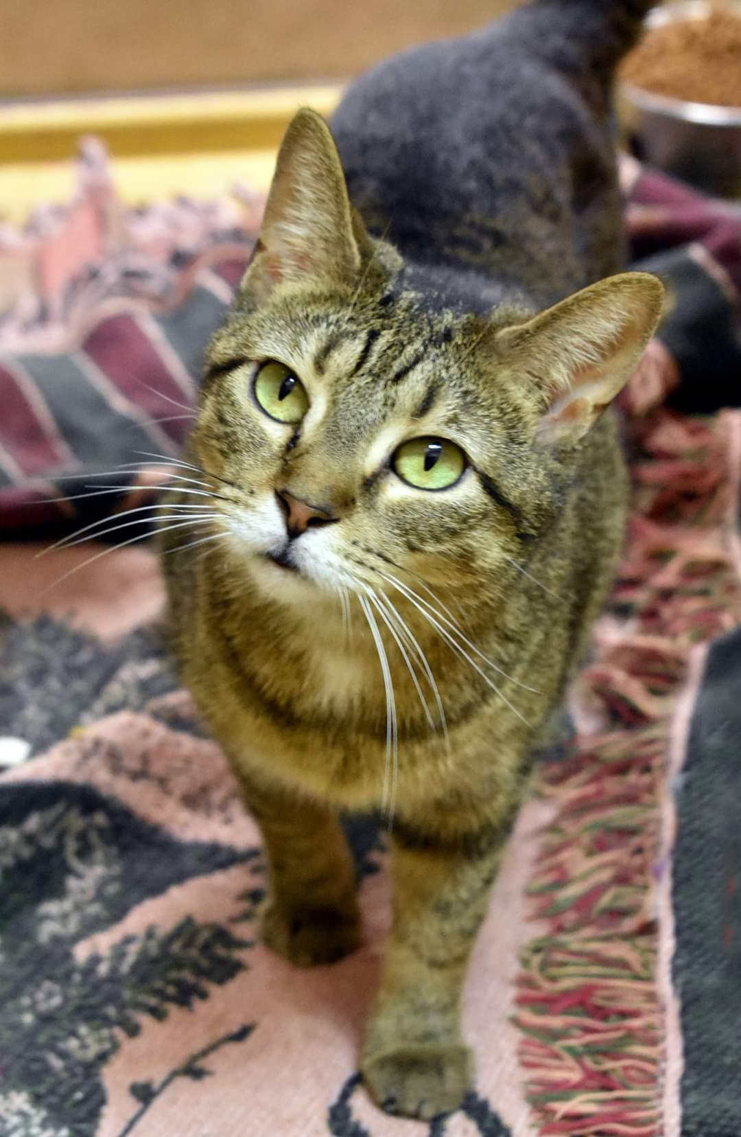 Enlarge Waffle, a Adoptable Domestic Short Hair in Iroquois, IL image 1/1