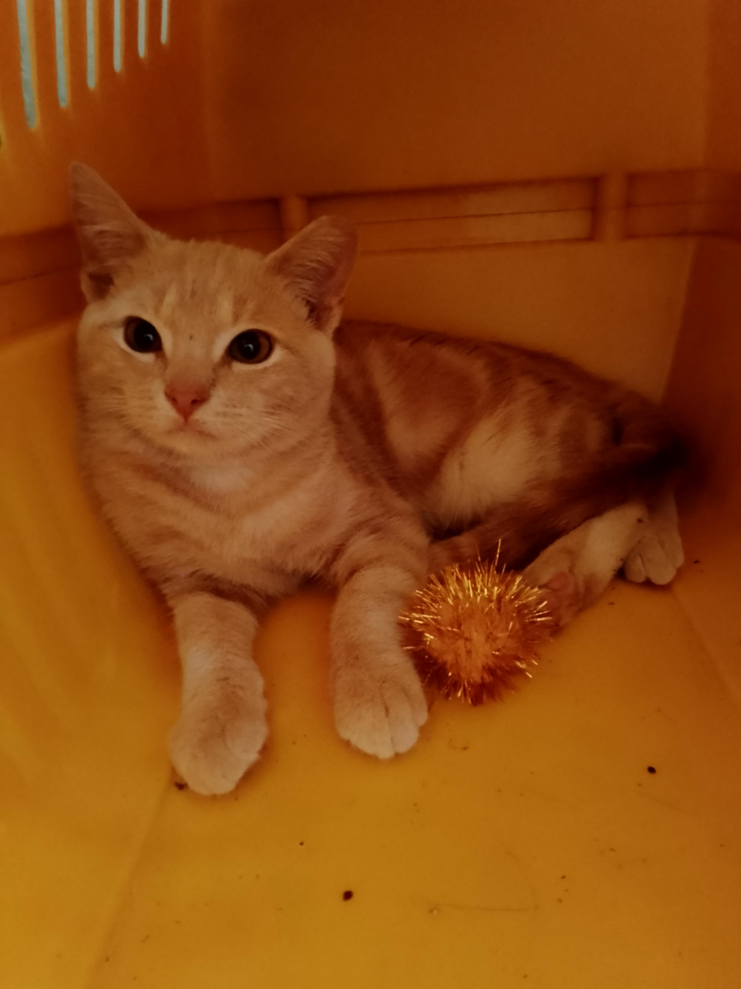 Lancelot , ADOPTABLE, Young Male Domestic Short Hair.