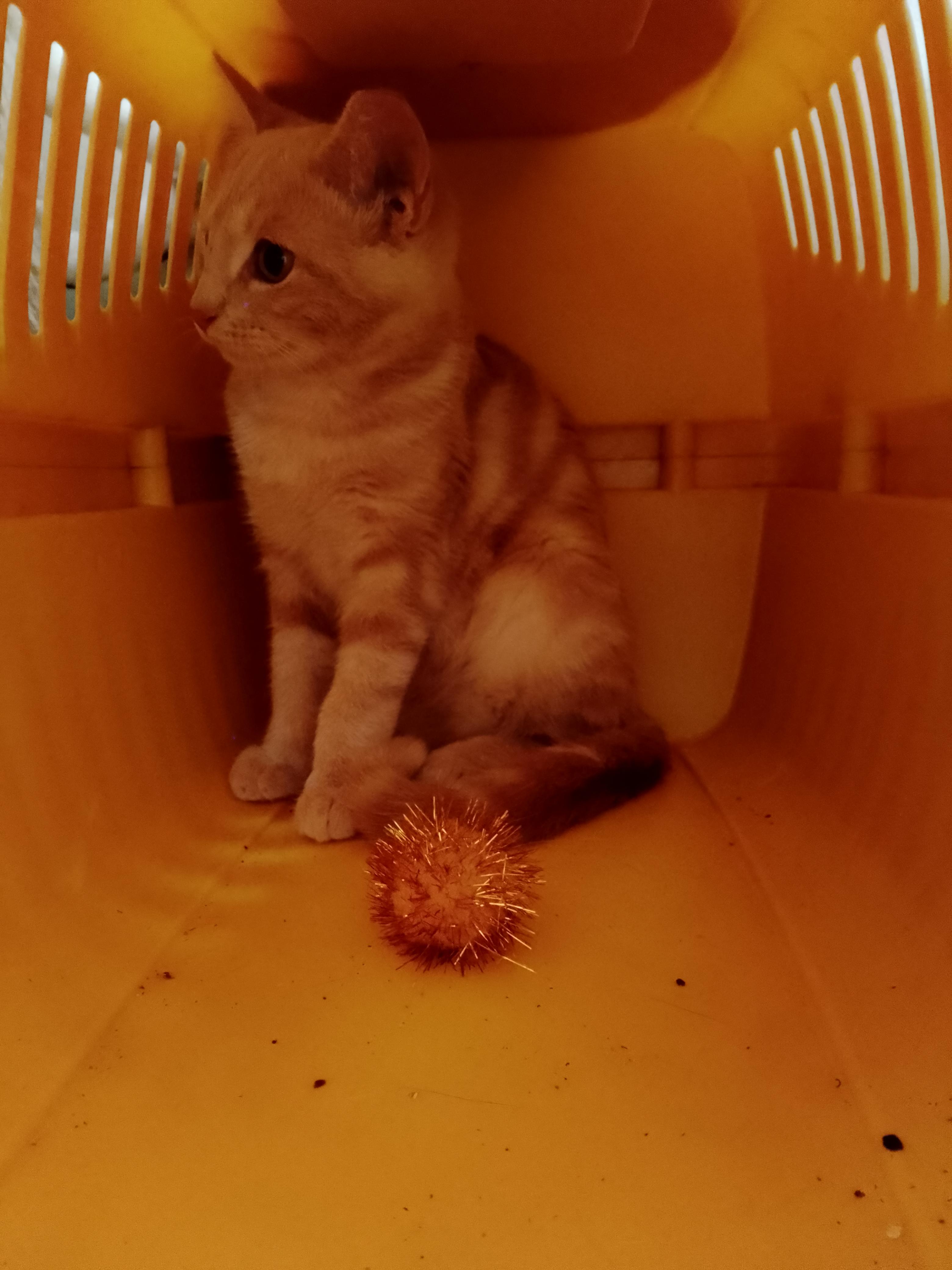 Lancelot , a ADOPTABLE Domestic Short Hair in Woodland, CA image 2/4