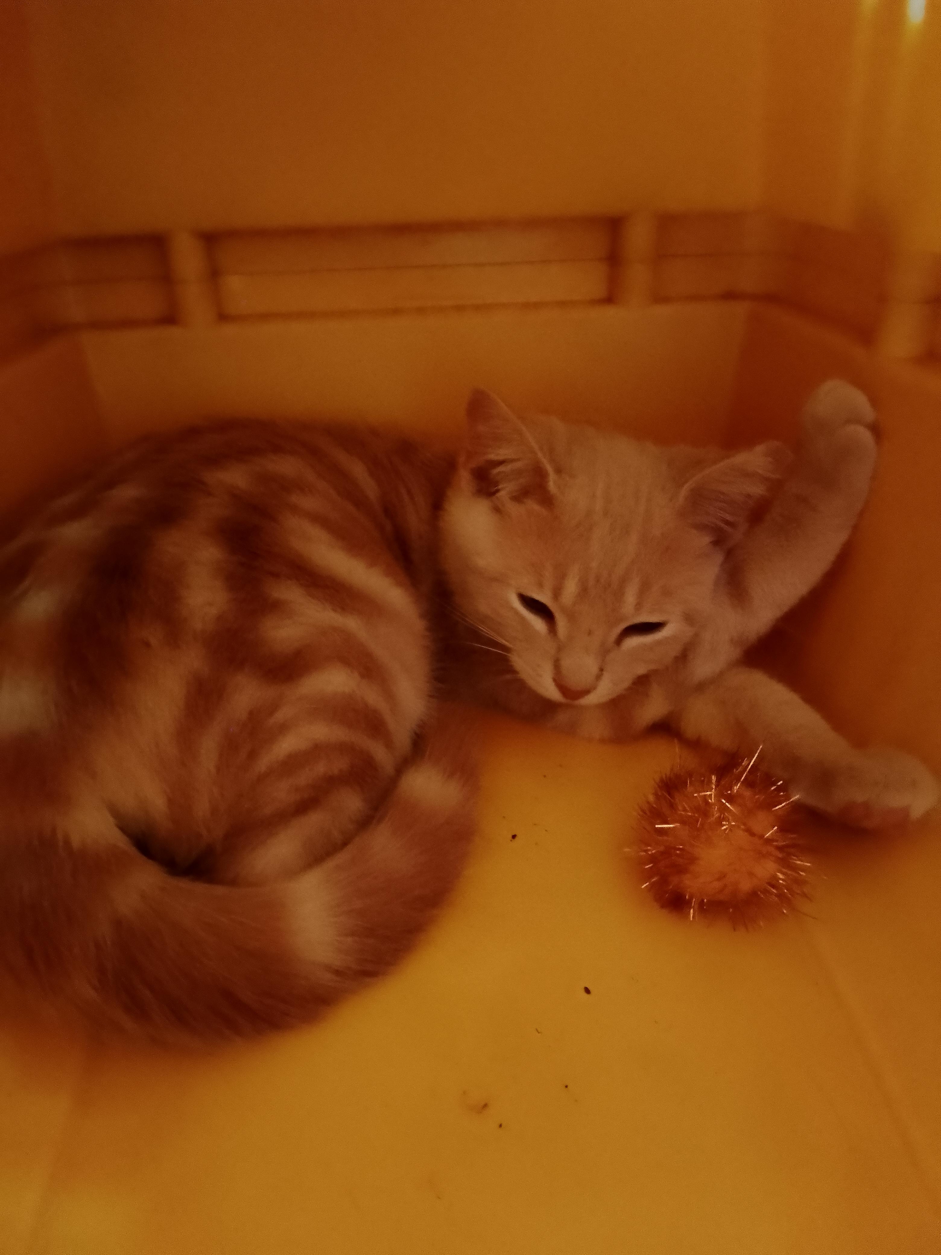 Lancelot , a ADOPTABLE Domestic Short Hair in Woodland, CA image 3/4