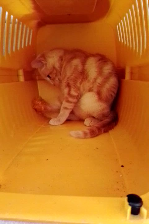 Enlarge Lancelot , a ADOPTABLE Domestic Short Hair in Woodland, CA video 4/4