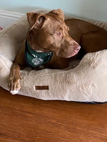 Enlarge Freya, a Adoptable mixed breed in Honolulu, HI image 1/3