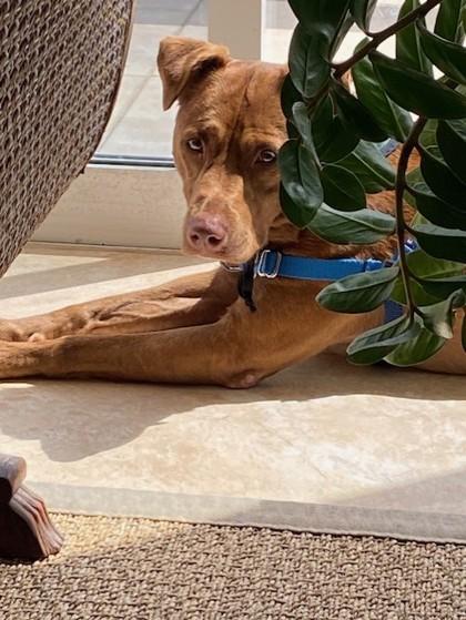 Enlarge Freya, a Adoptable mixed breed in Honolulu, HI image 2/3