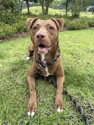 Enlarge Freya, a Adoptable mixed breed in Honolulu, HI image 3/3