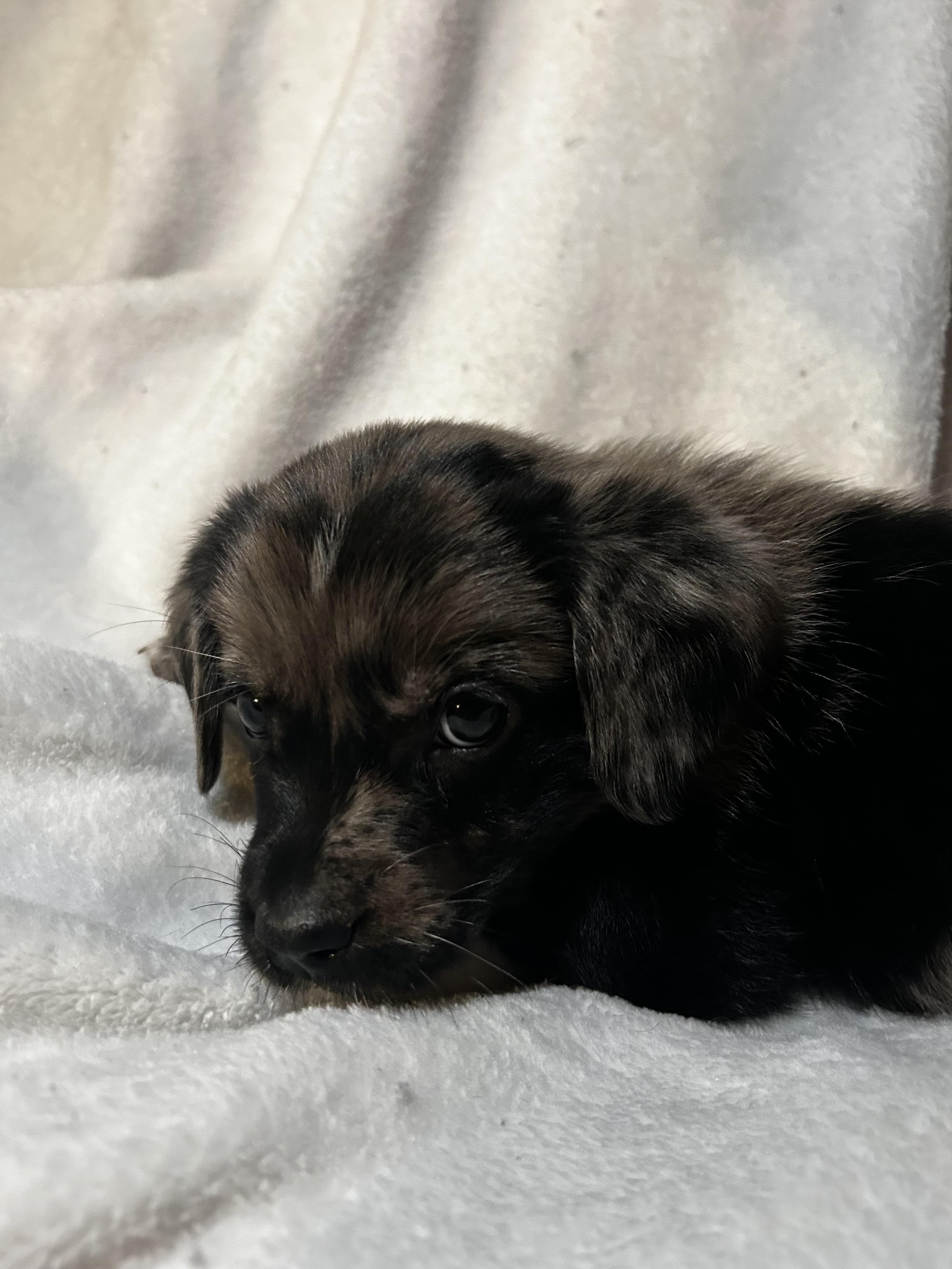 Scar, an adopted Australian Shepherd in Carnegie, OK image 4/4