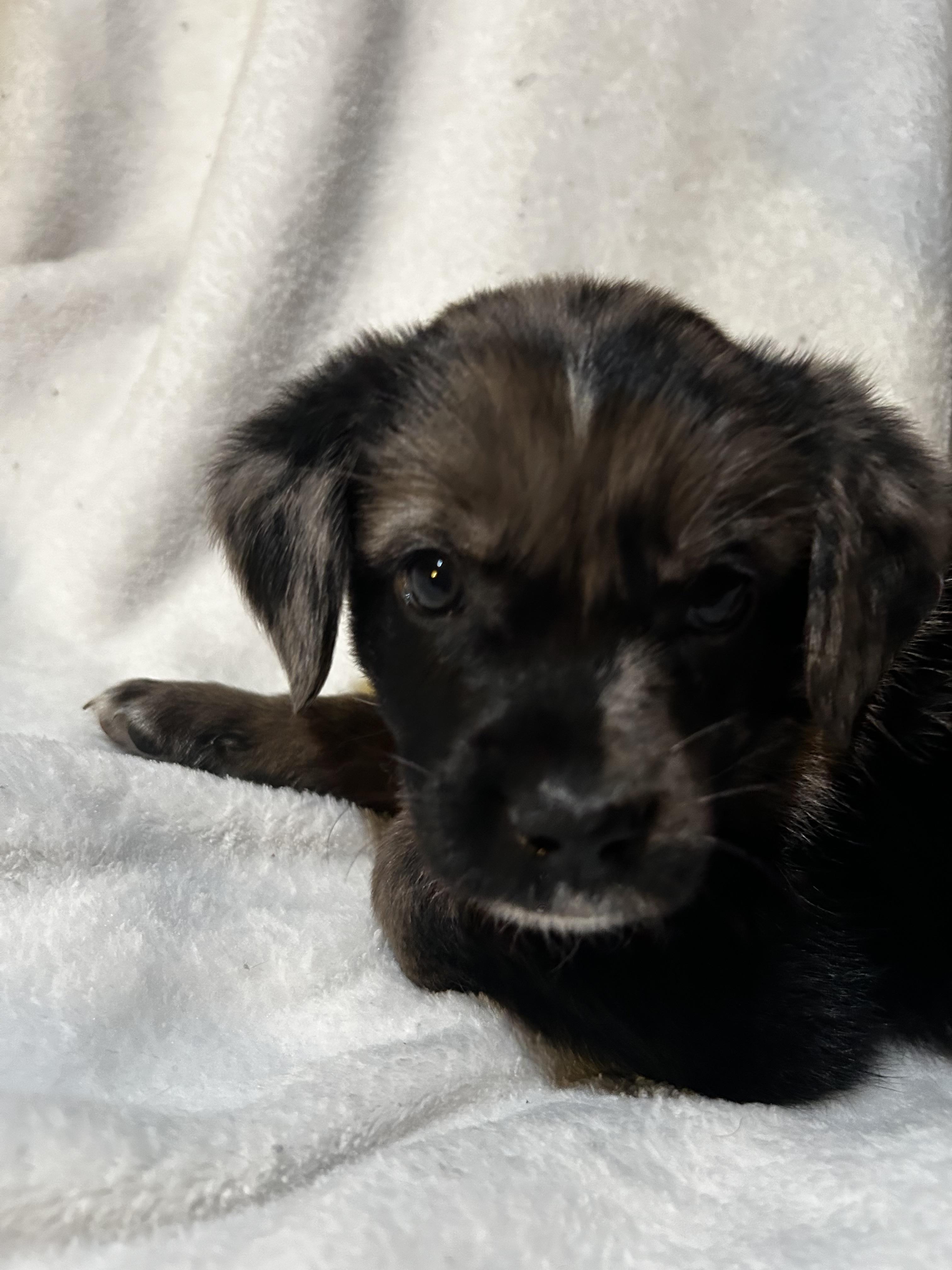Scar, an adopted Australian Shepherd in Carnegie, OK image 3/4