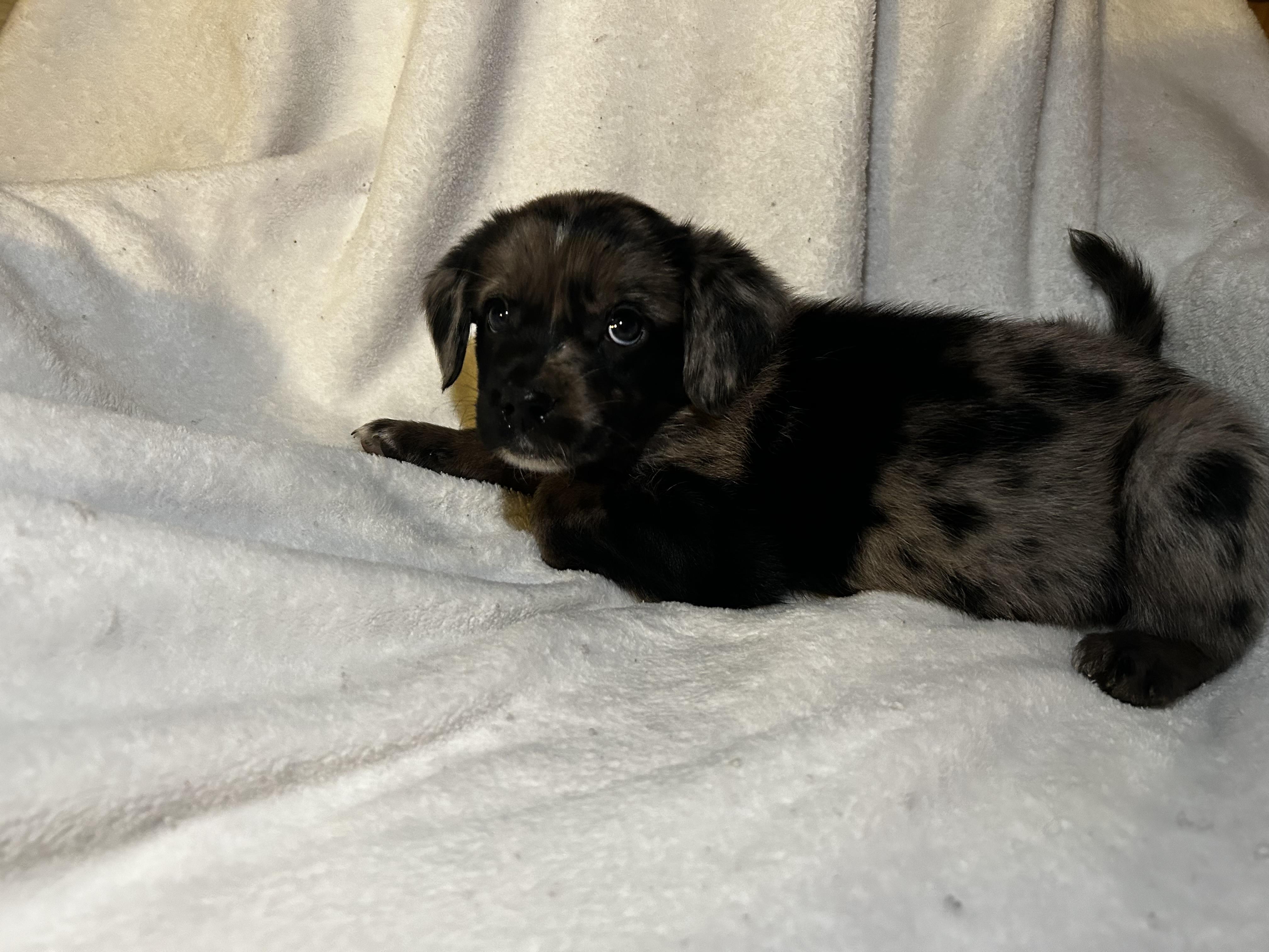 Scar, an adopted Australian Shepherd in Carnegie, OK image 2/4