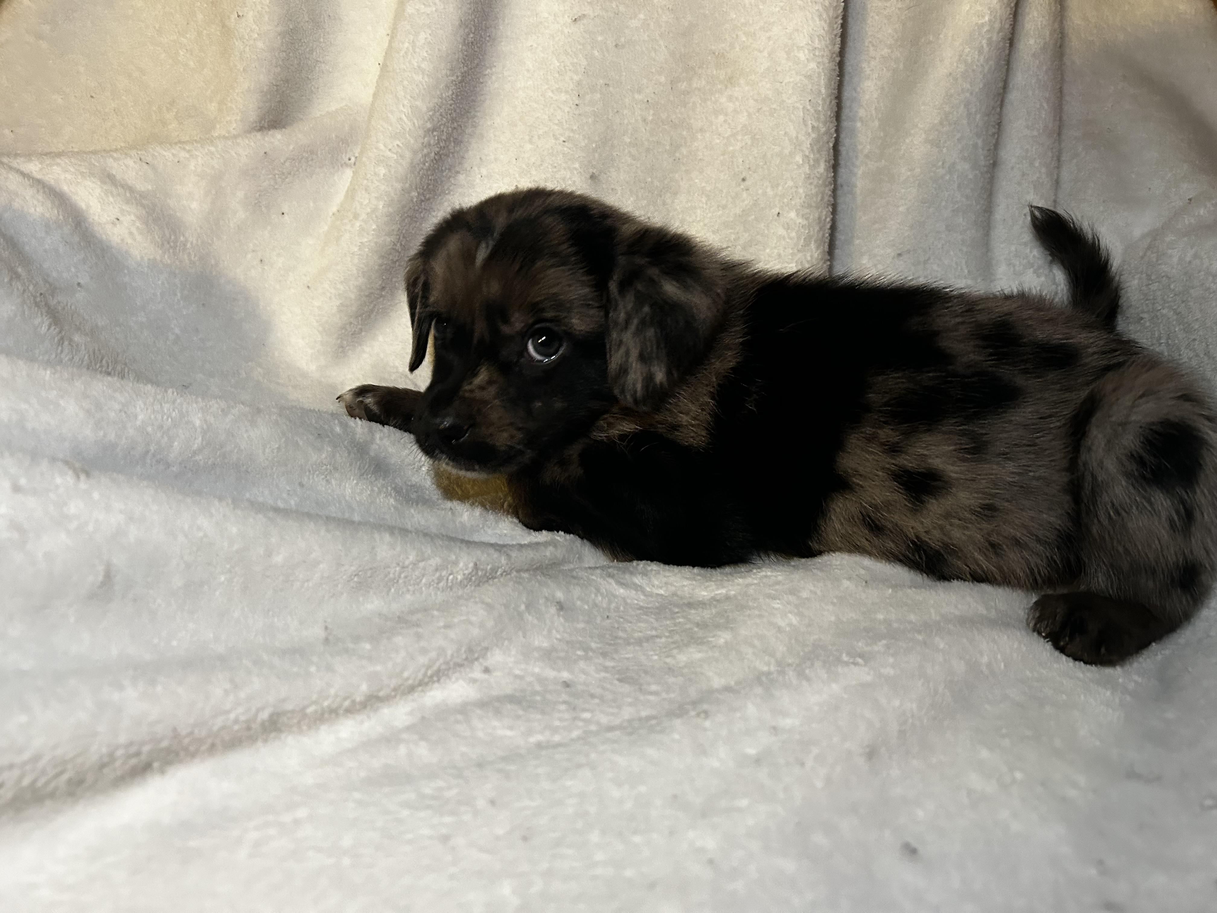 Scar, adopted, Puppy Male Australian Shepherd.
