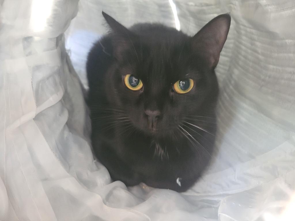 Hazel, Adoptable, Young Female Domestic Short Hair.