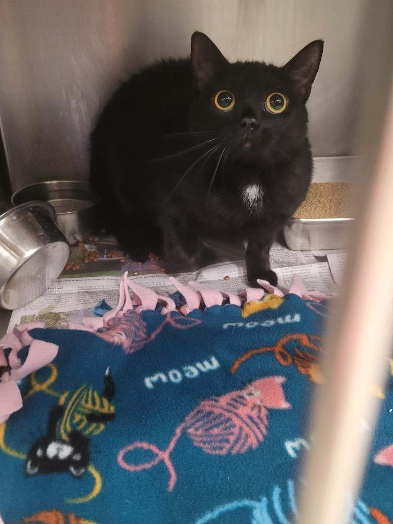 Hazel, Adoptable, Kitten Female Domestic Short Hair.