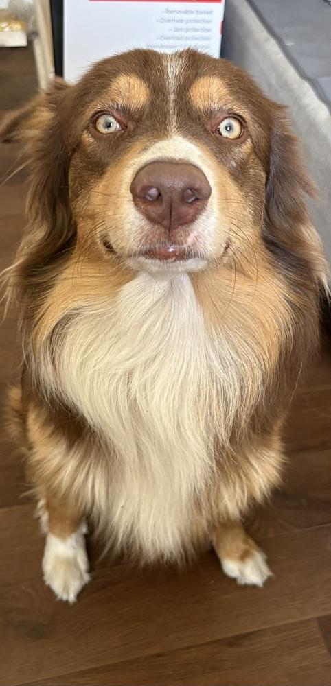 Enlarge Finn #5239, a Adoptable Australian Shepherd in Brunswick, GA image 2/6