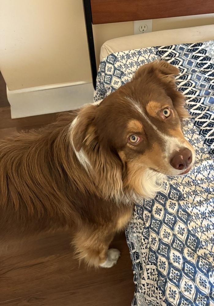 Enlarge Finn #5239, a Adoptable Australian Shepherd in Brunswick, GA image 1/6