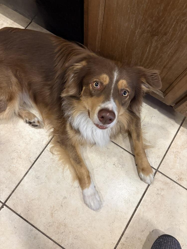 Enlarge Finn #5239, a Adoptable Australian Shepherd in Brunswick, GA image 3/6