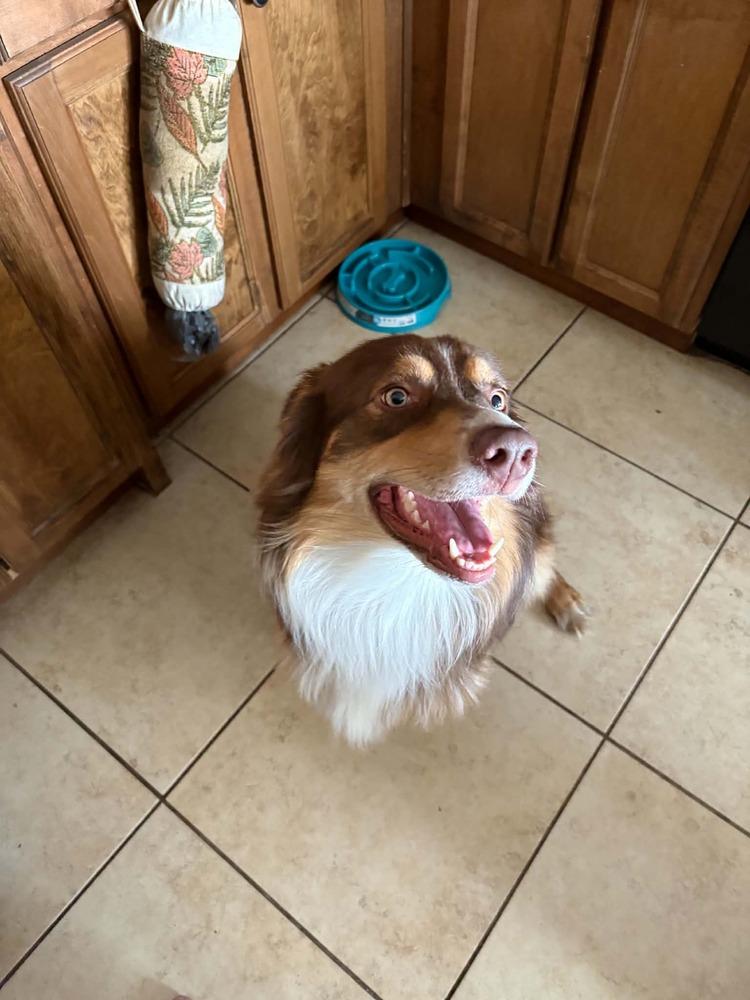 Enlarge Finn #5239, a Adoptable Australian Shepherd in Brunswick, GA image 4/6