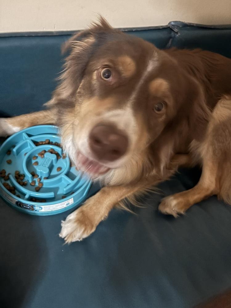 Enlarge Finn #5239, a Adoptable Australian Shepherd in Brunswick, GA image 5/6