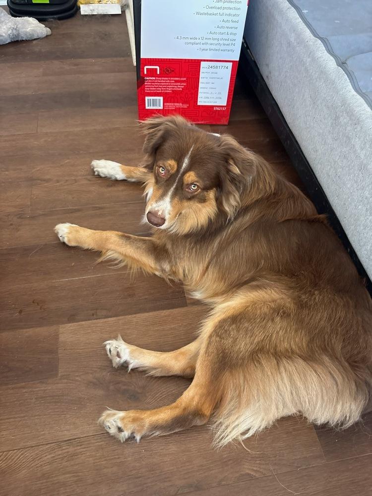 Enlarge Finn #5239, a Adoptable Australian Shepherd in Brunswick, GA image 6/6