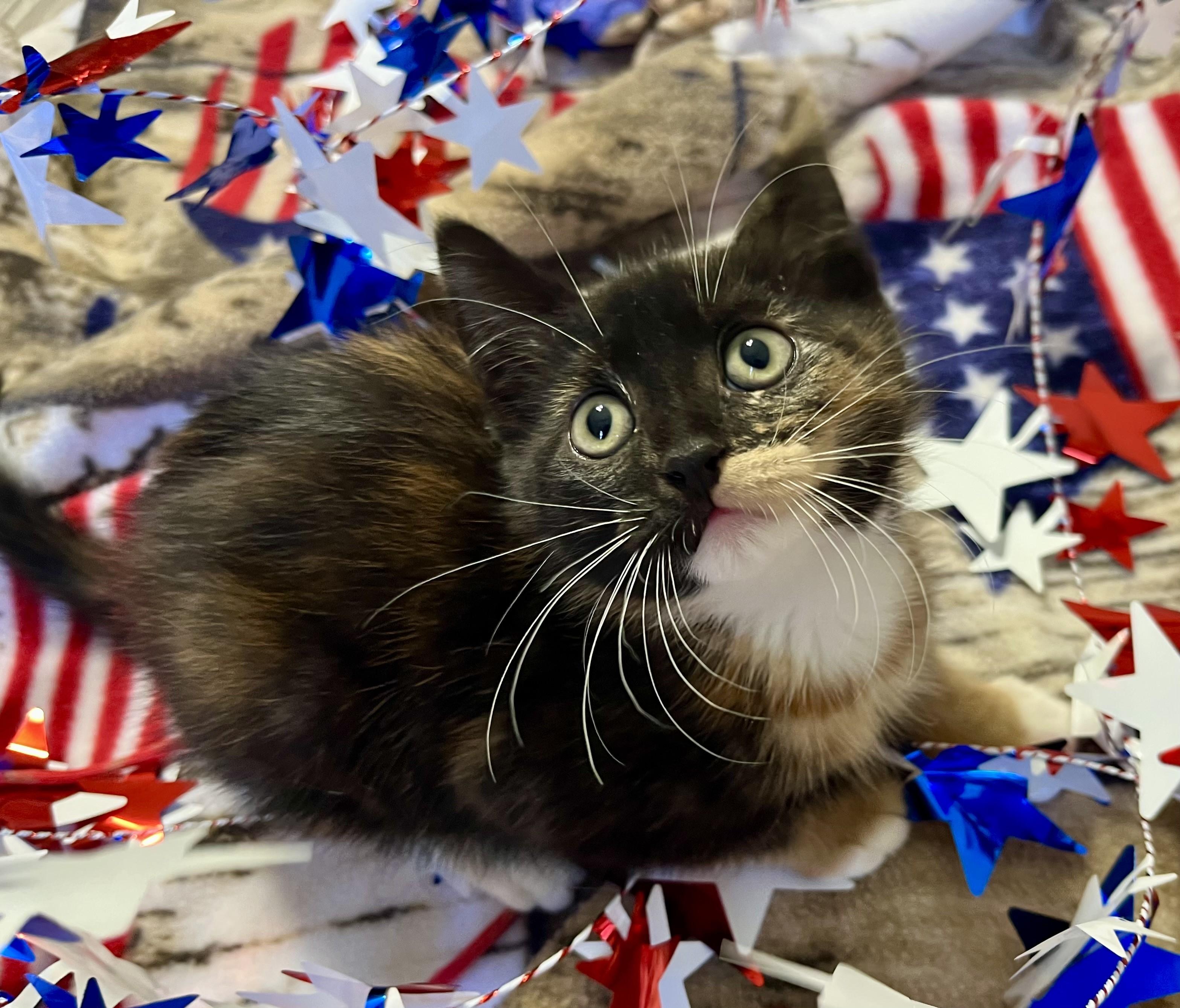 Bows, ADOPTABLE, Kitten Female Domestic Short Hair & Calico.