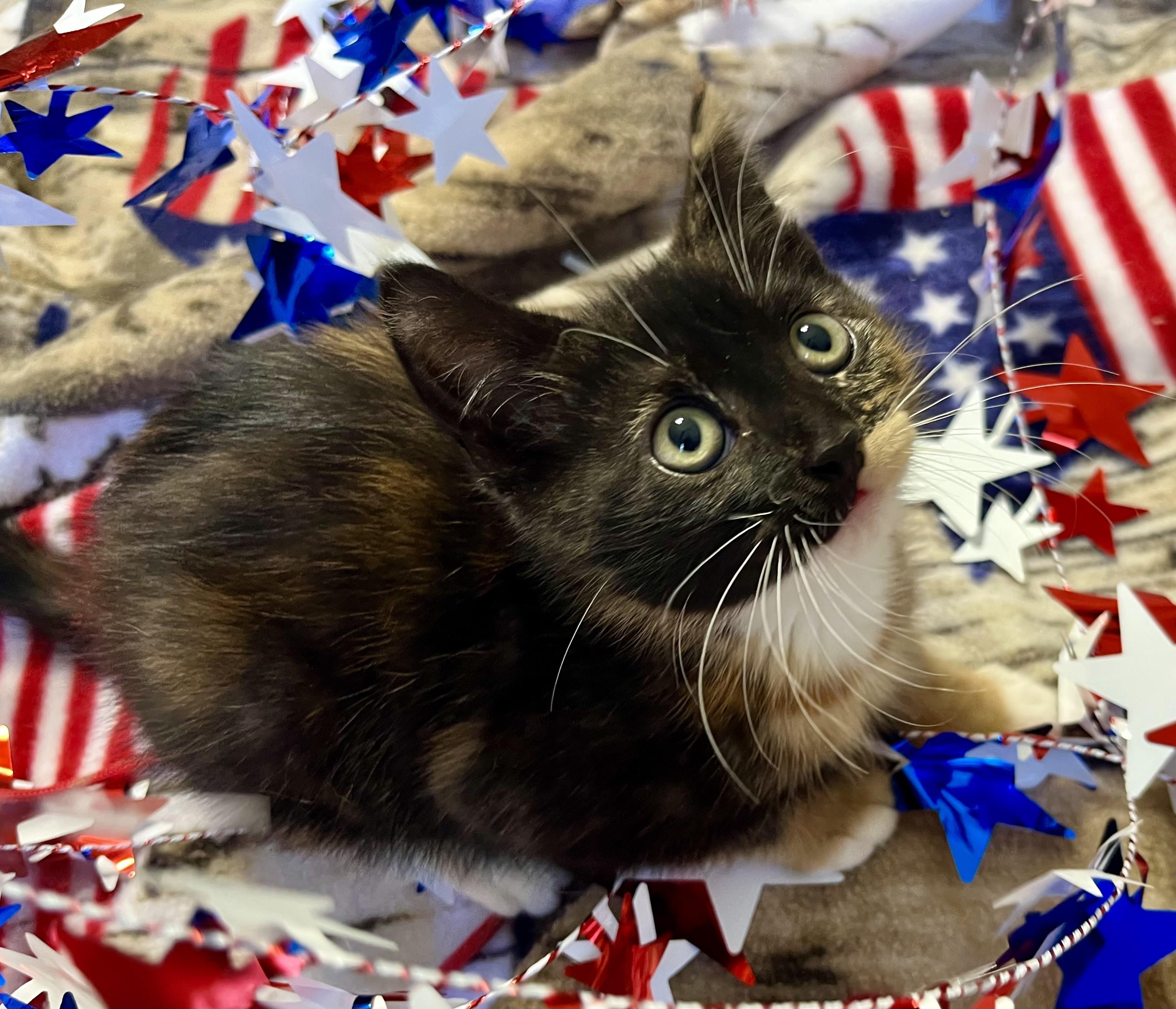 Bows, a ADOPTABLE mixed breed in Rocky Hill, CT image 3/5