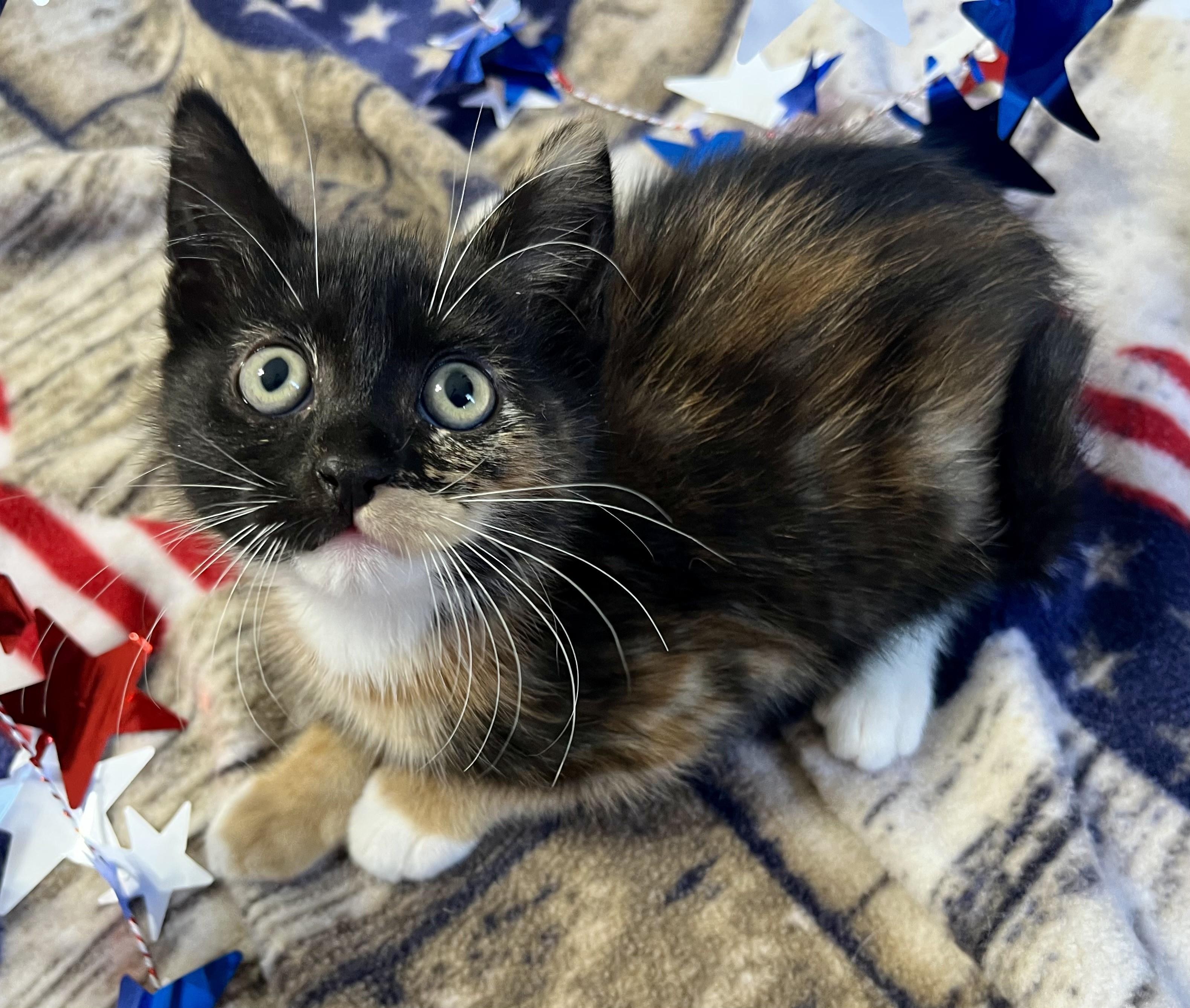 Bows, a ADOPTABLE mixed breed in Rocky Hill, CT image 4/5