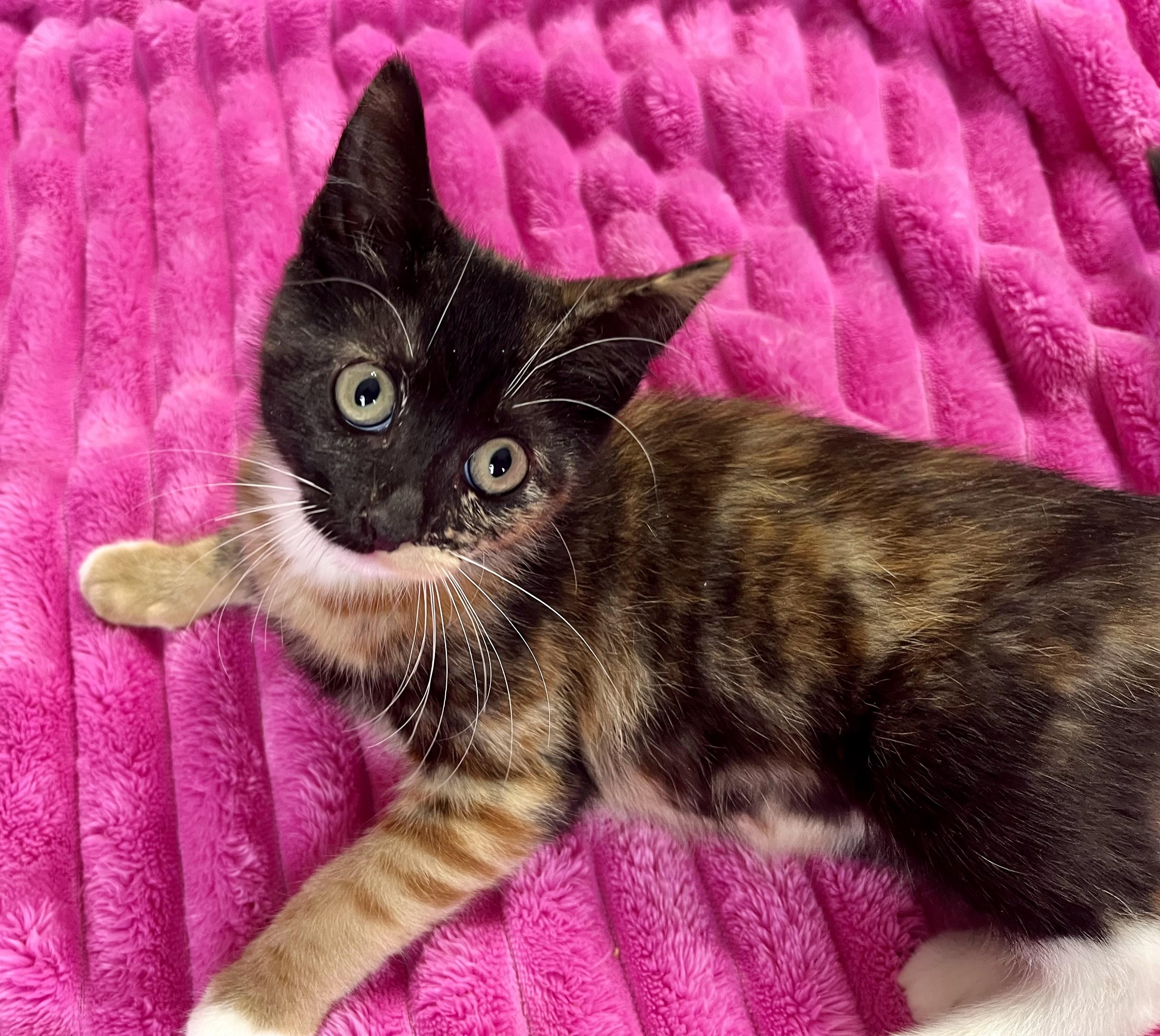 Bows, adopted, Kitten Female Domestic Short Hair & Calico.