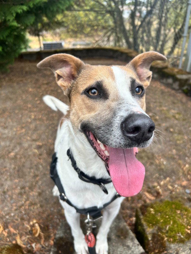 Piper, Adoptable, Adult Female Terrier.