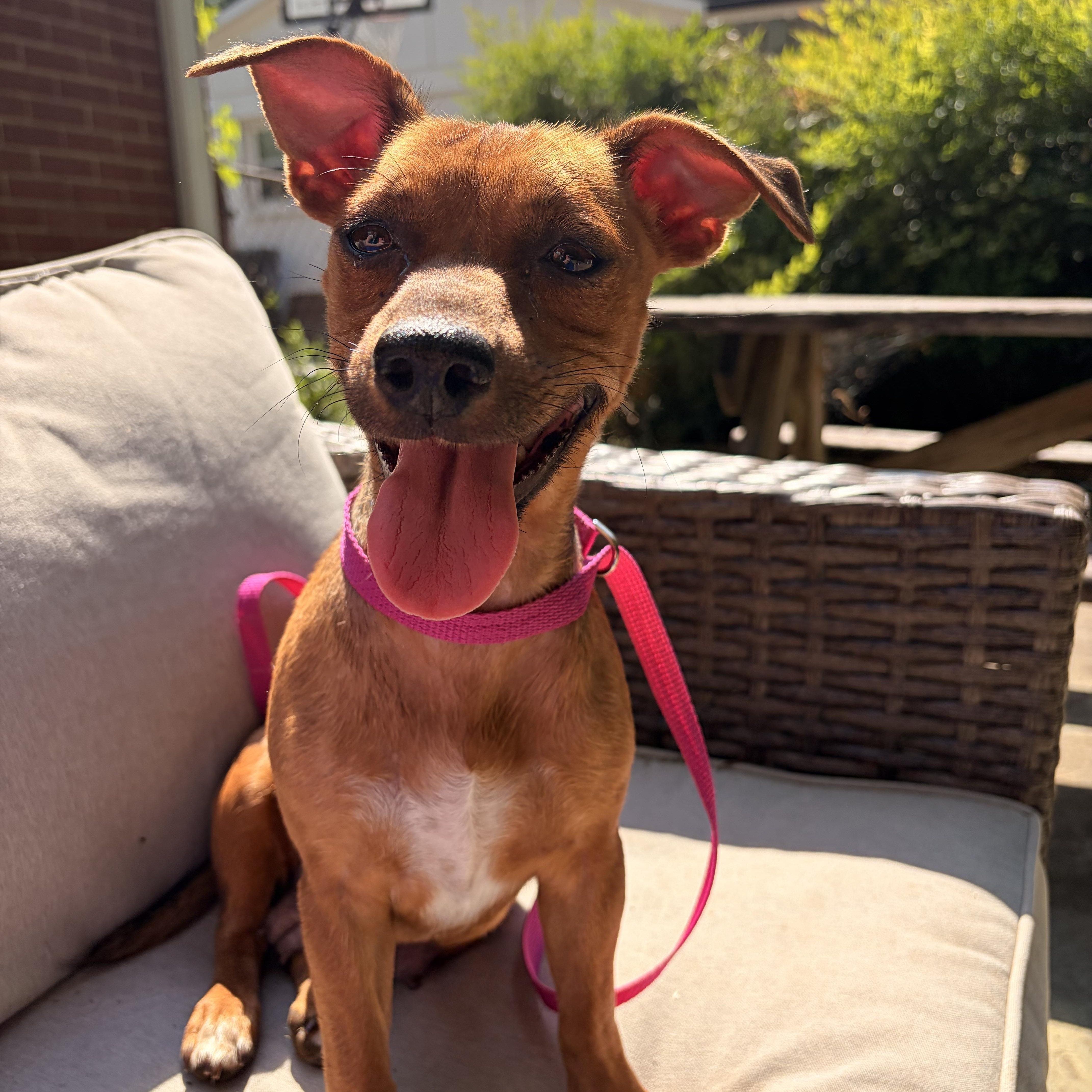 Eva, ADOPTABLE, Young Female Chihuahua & Dachshund.