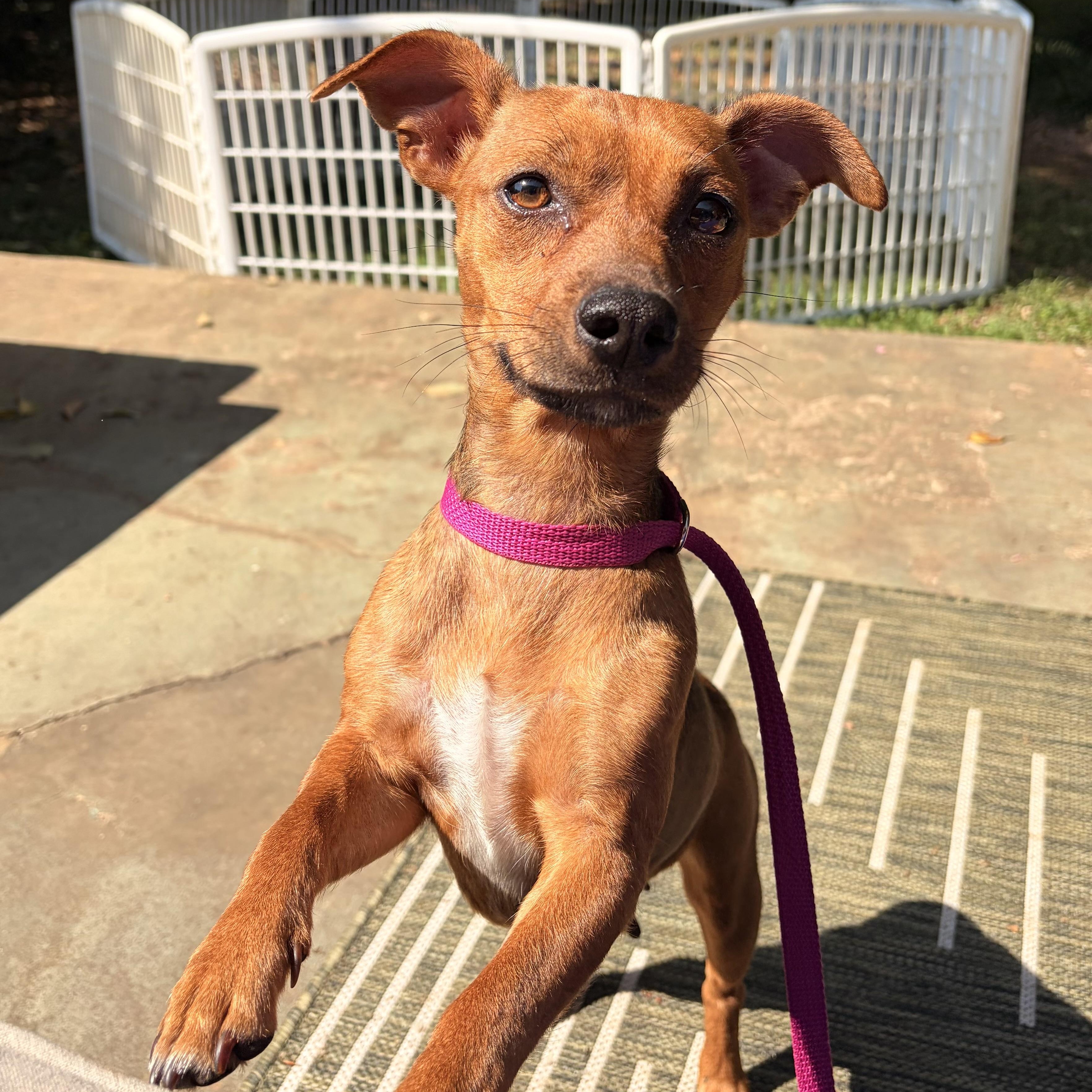 Enlarge Eva, a ADOPTABLE mixed breed in Rock Hill, SC image 3/4