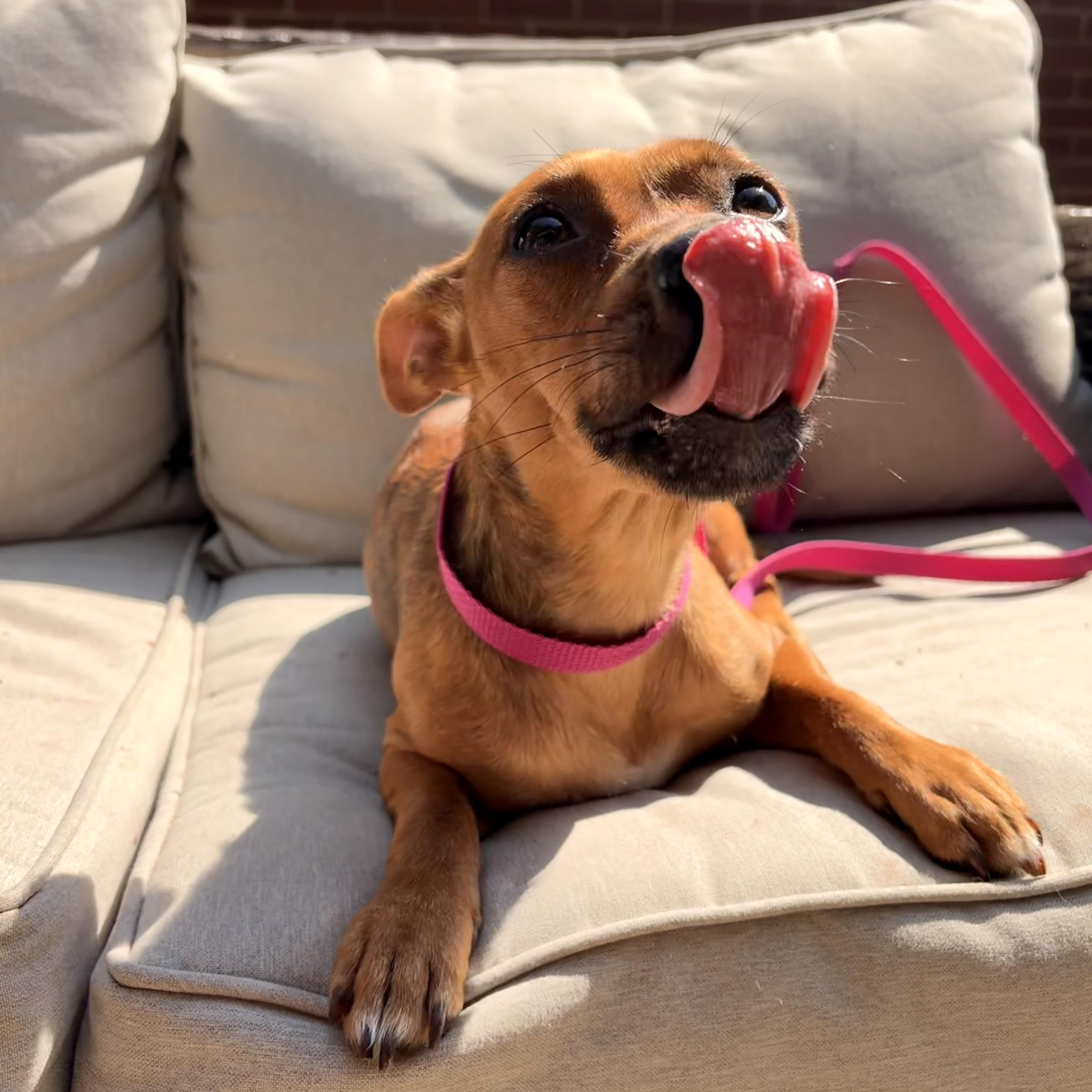 Enlarge Eva, a ADOPTABLE mixed breed in Rock Hill, SC image 4/4