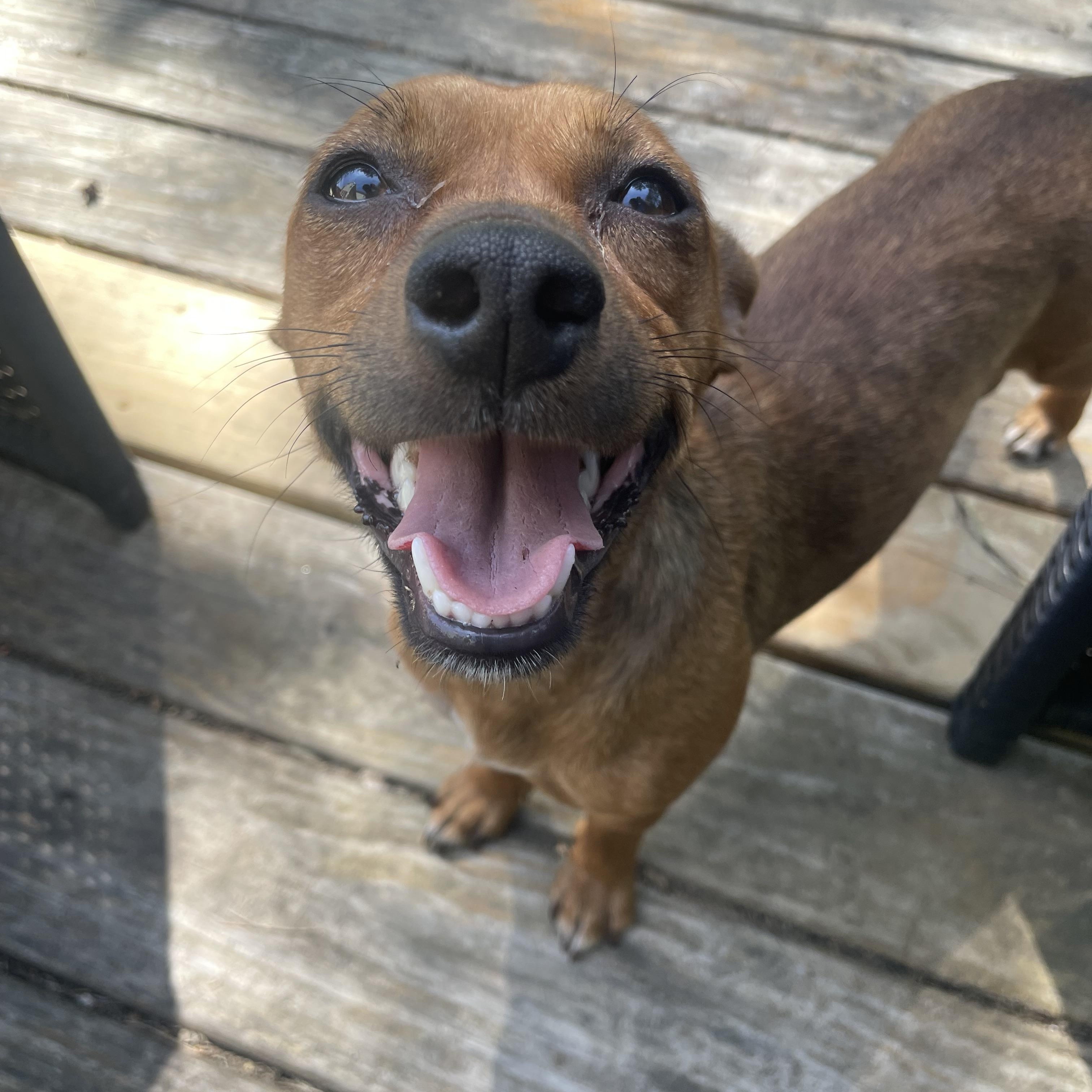 Enlarge Eva, a ADOPTABLE mixed breed in Rock Hill, SC image 2/4