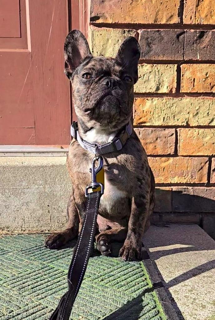 Frenchy Fry $750, Adoptable, Puppy Male French Bulldog.