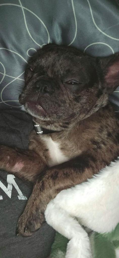 Enlarge Frenchy Fry $750, a Adoptable French Bulldog in Milwaukee, WI image 2/5