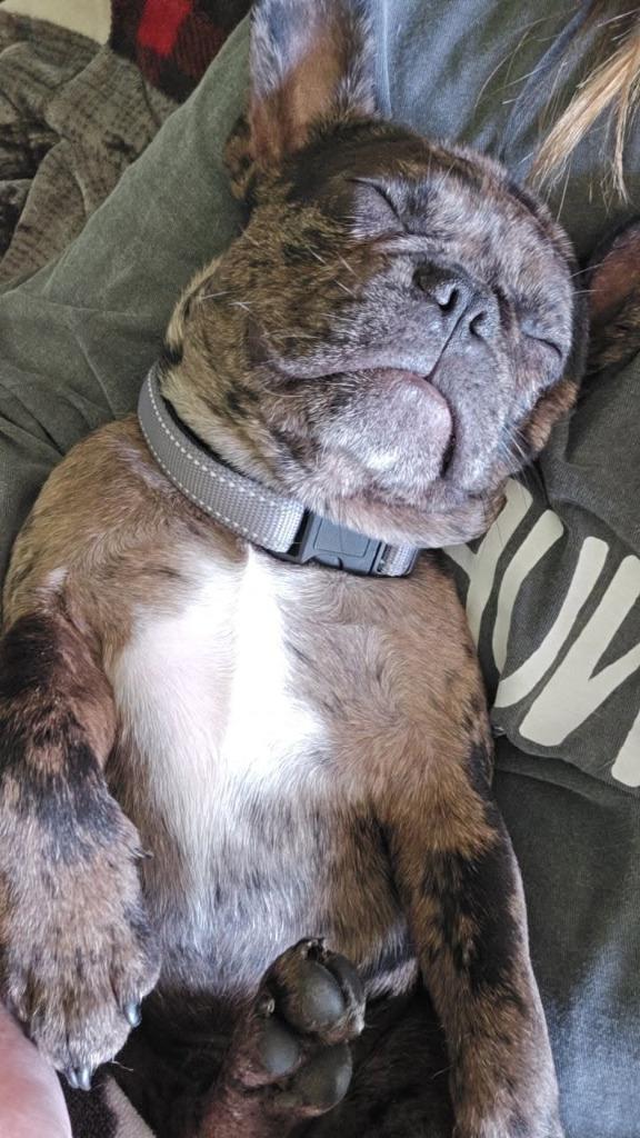 Enlarge Frenchy Fry $750, a Adoptable French Bulldog in Milwaukee, WI image 3/5