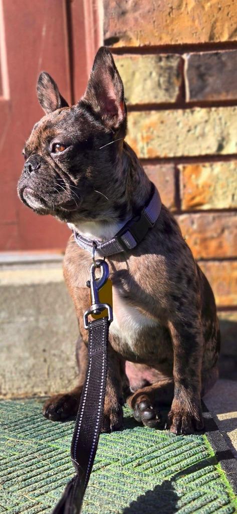 Enlarge Frenchy Fry $750, a Adoptable French Bulldog in Milwaukee, WI image 4/5