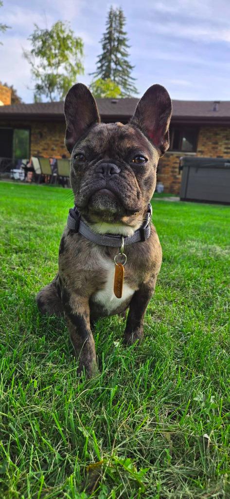 Enlarge Frenchy Fry $750, a Adoptable French Bulldog in Milwaukee, WI image 5/5