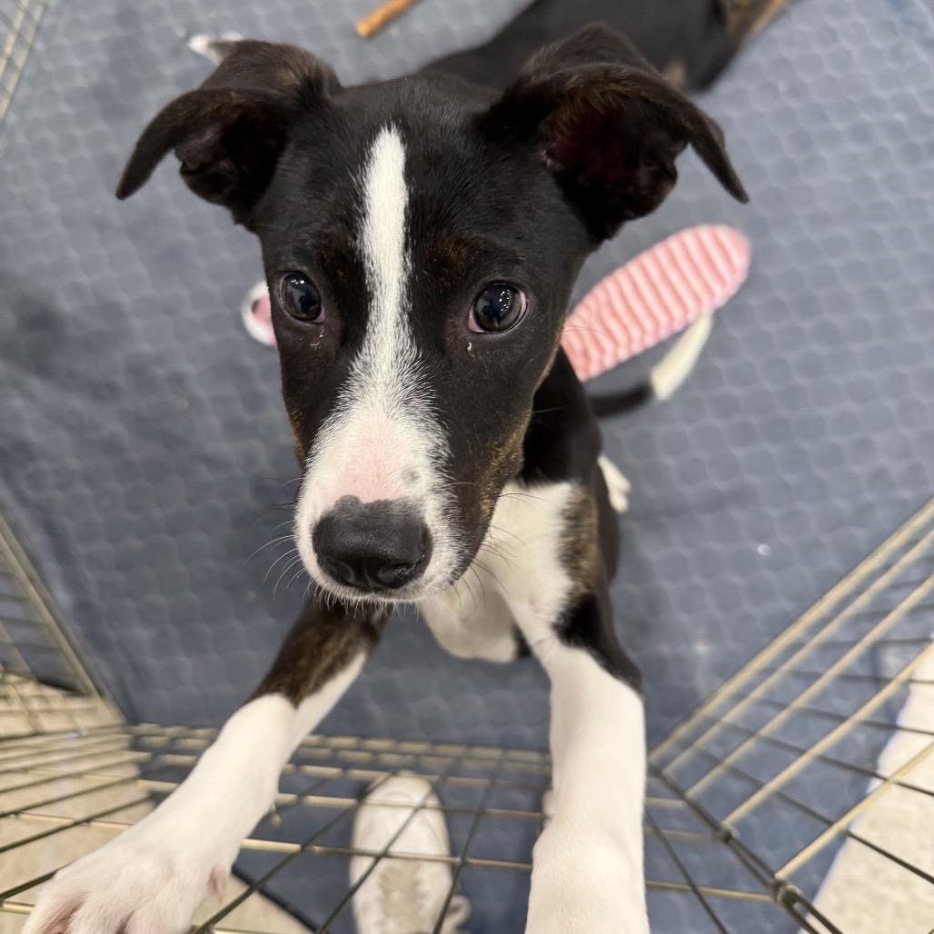 Trinity, Adoptable, Puppy Female Labrador Retriever & Mixed Breed.