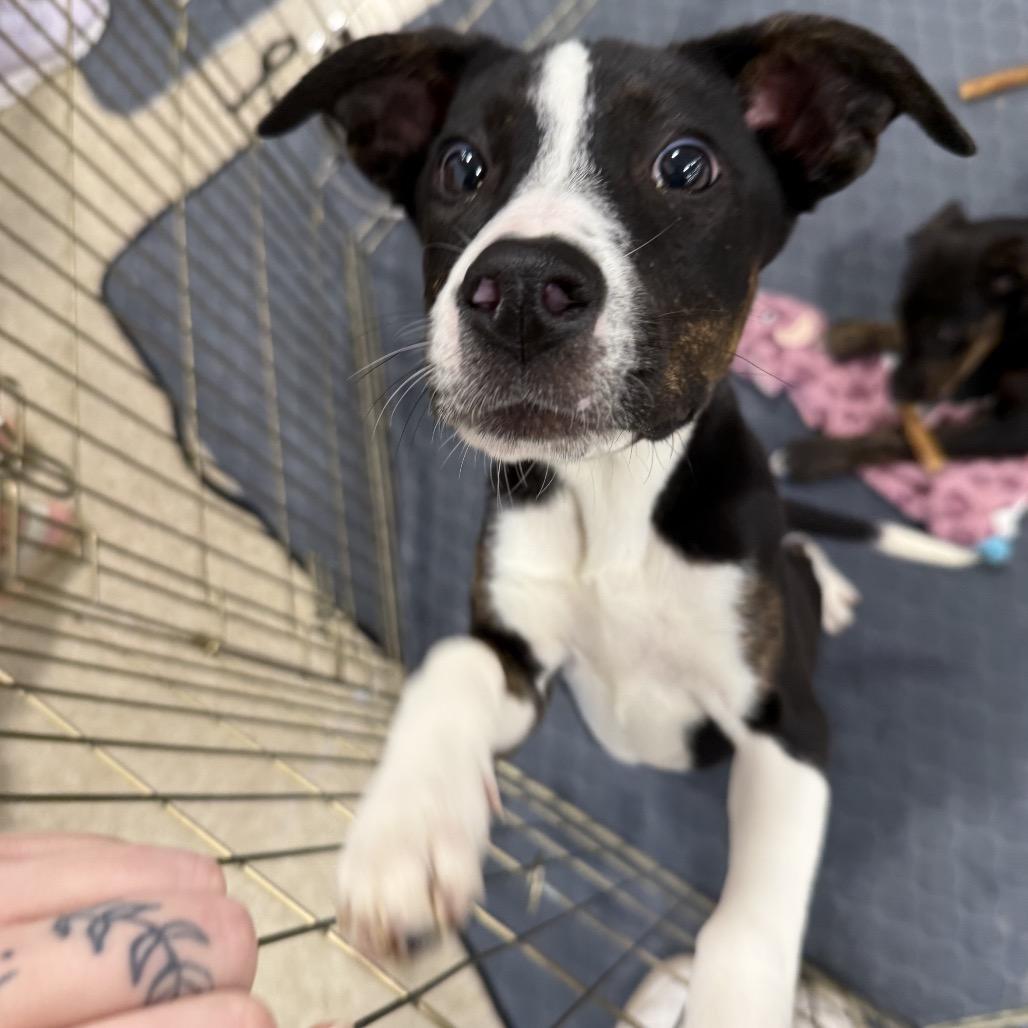 Enlarge Trinity, a Adoptable mixed breed in Hattiesburg, MS image 2/3