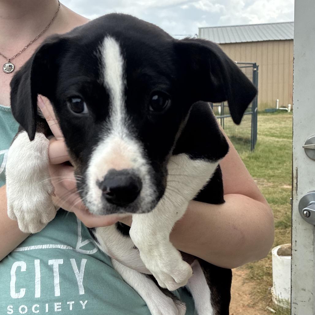 Trinity, Adoptable, Puppy Female Labrador Retriever & Mixed Breed.