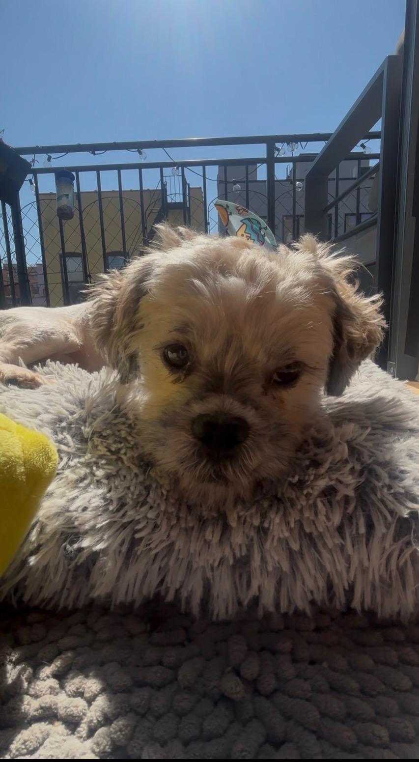Chia , ADOPTABLE, Adult Male Shih Tzu.