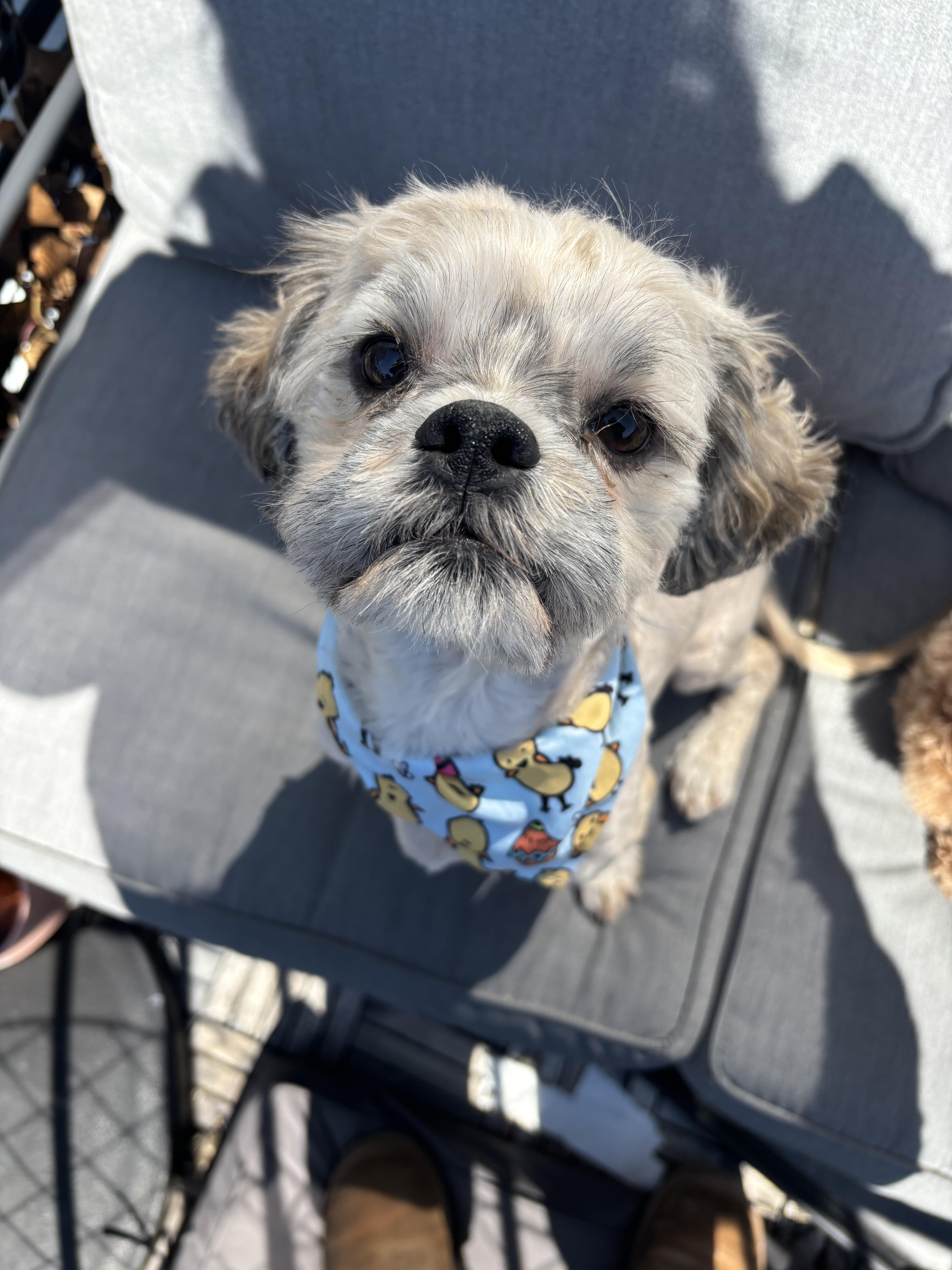 Enlarge Chia , a ADOPTABLE Shih Tzu in Thornwood, NY image 3/5