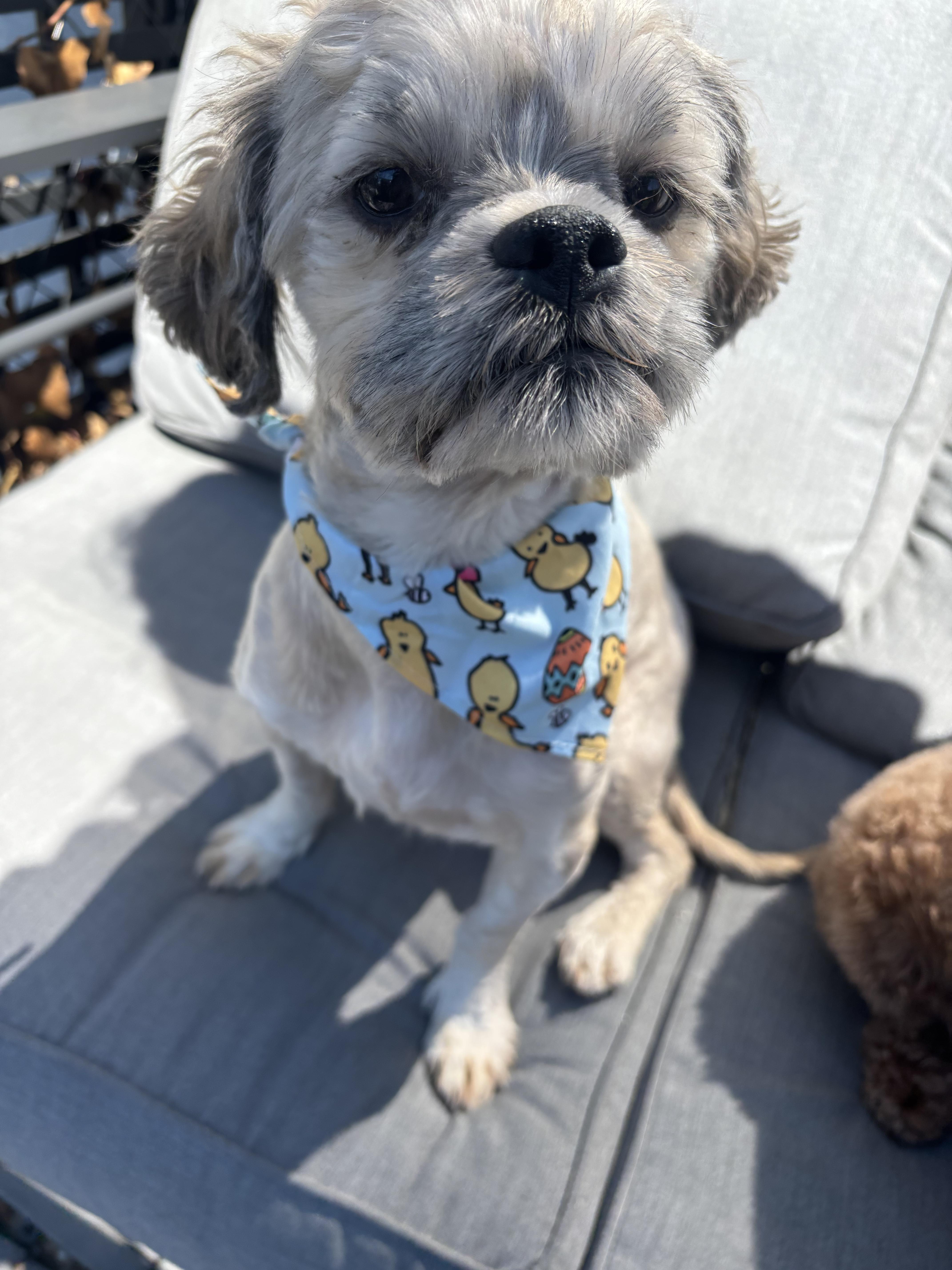 Enlarge Chia , a ADOPTABLE Shih Tzu in Thornwood, NY image 2/5