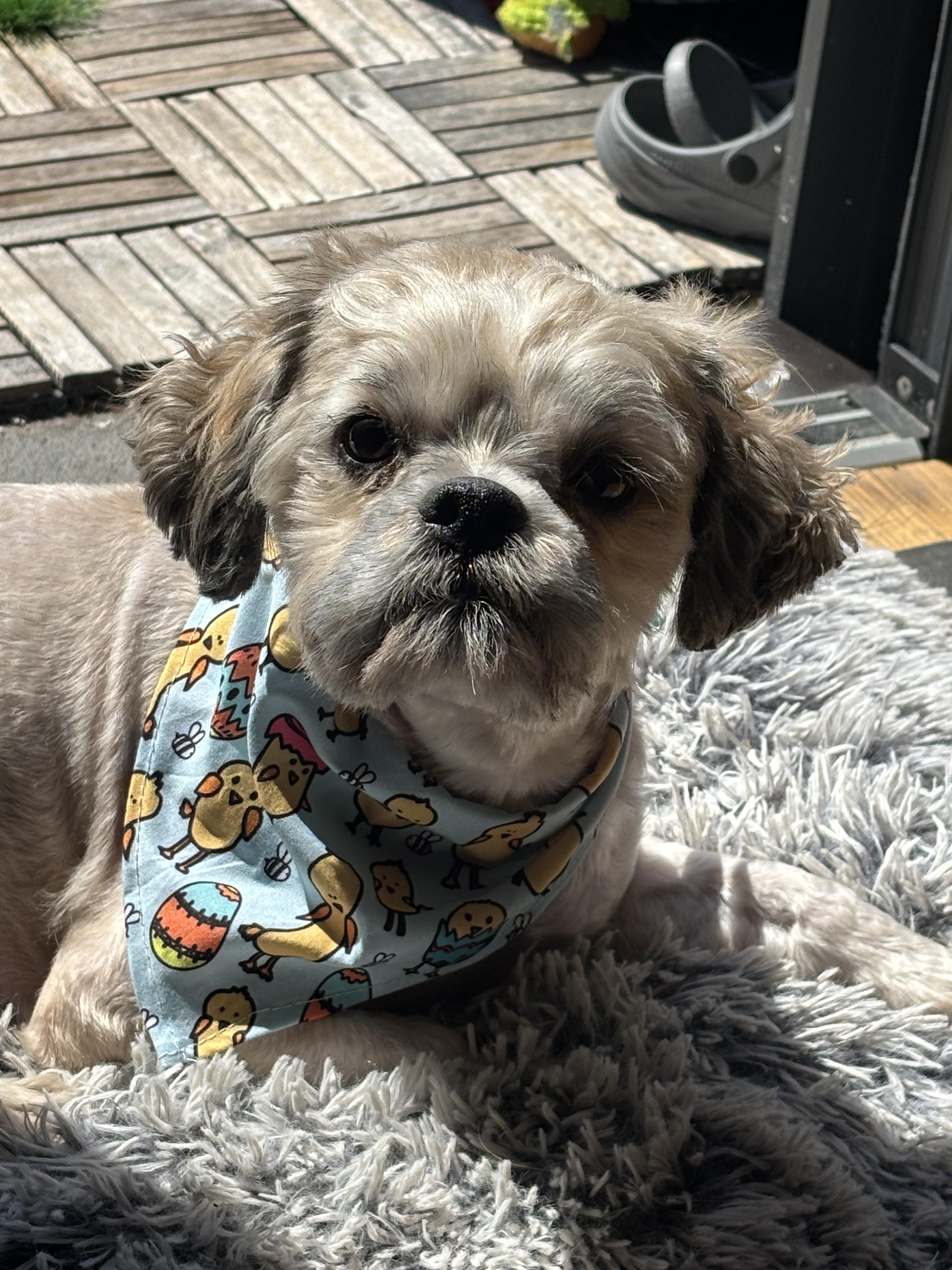 Enlarge Chia , a ADOPTABLE Shih Tzu in Thornwood, NY image 4/5