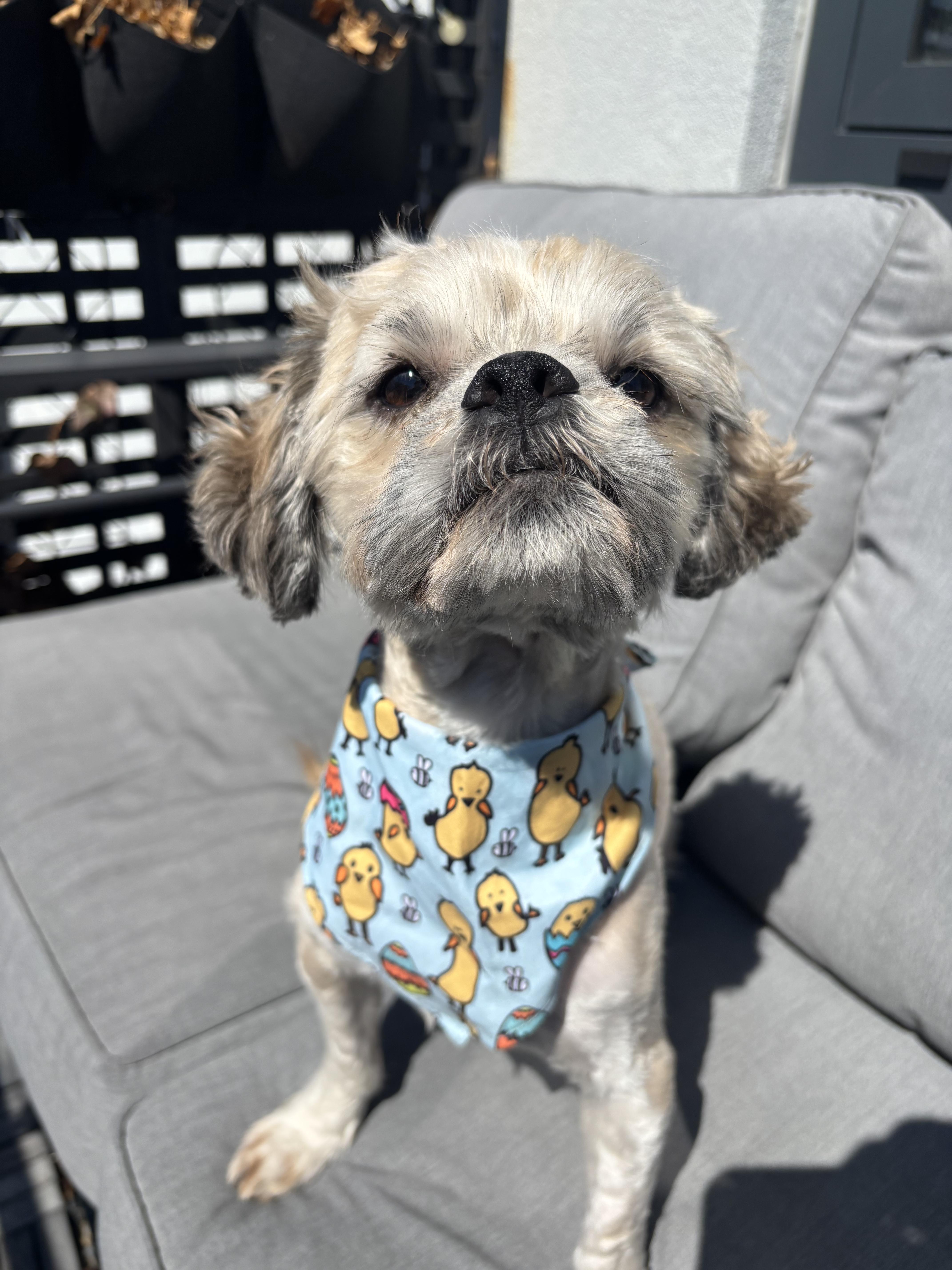 Enlarge Chia , a ADOPTABLE Shih Tzu in Thornwood, NY image 5/5