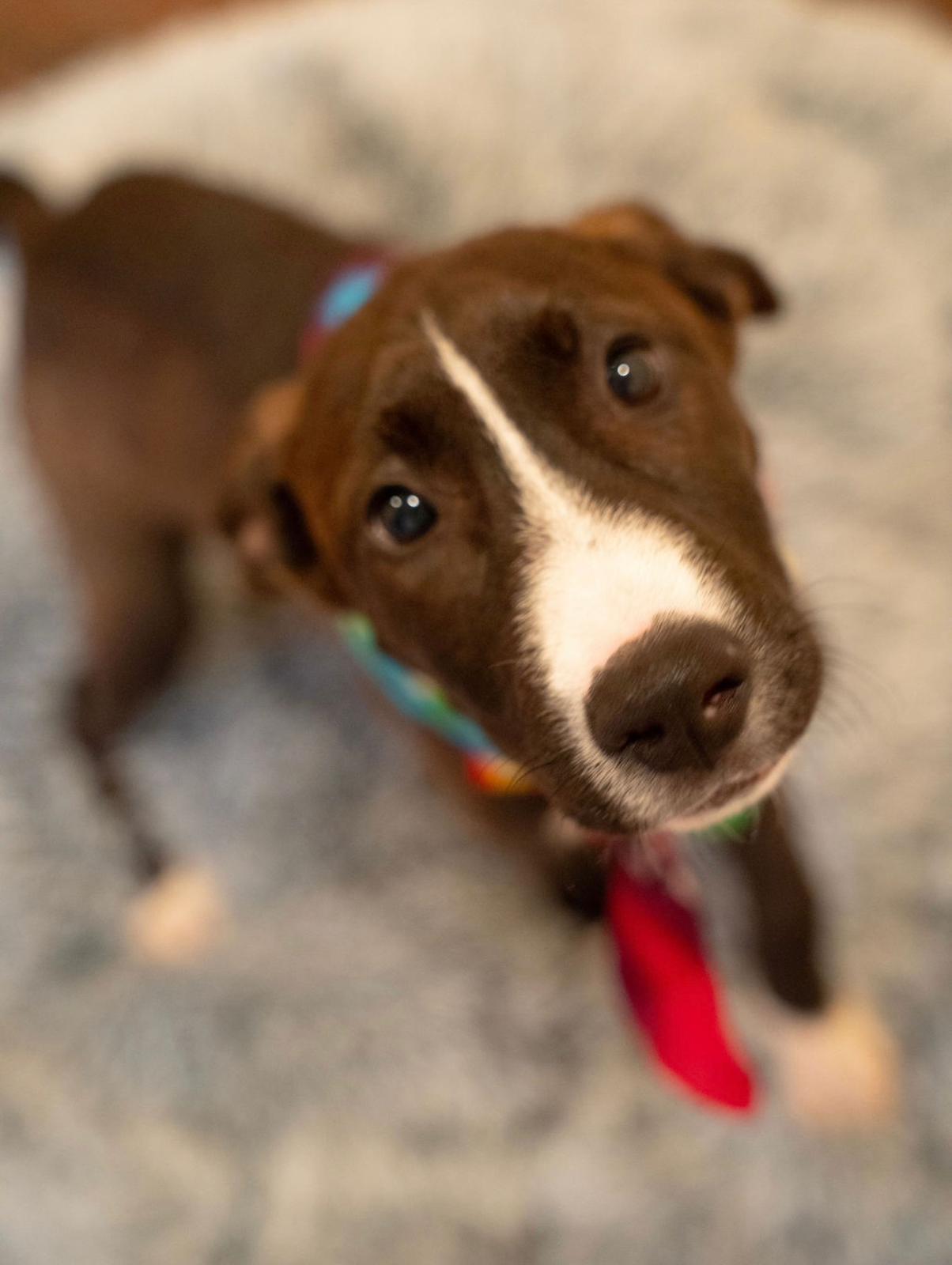 Enlarge Waffle , a ADOPTABLE mixed breed in houston, TX image 3/6