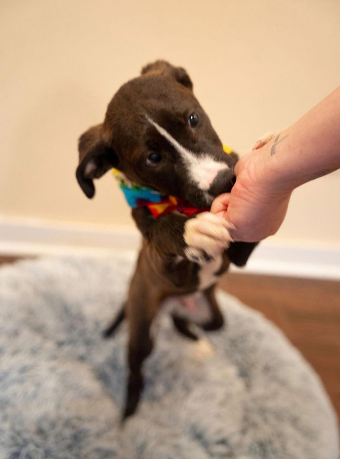 Enlarge Waffle , a ADOPTABLE mixed breed in houston, TX image 5/6