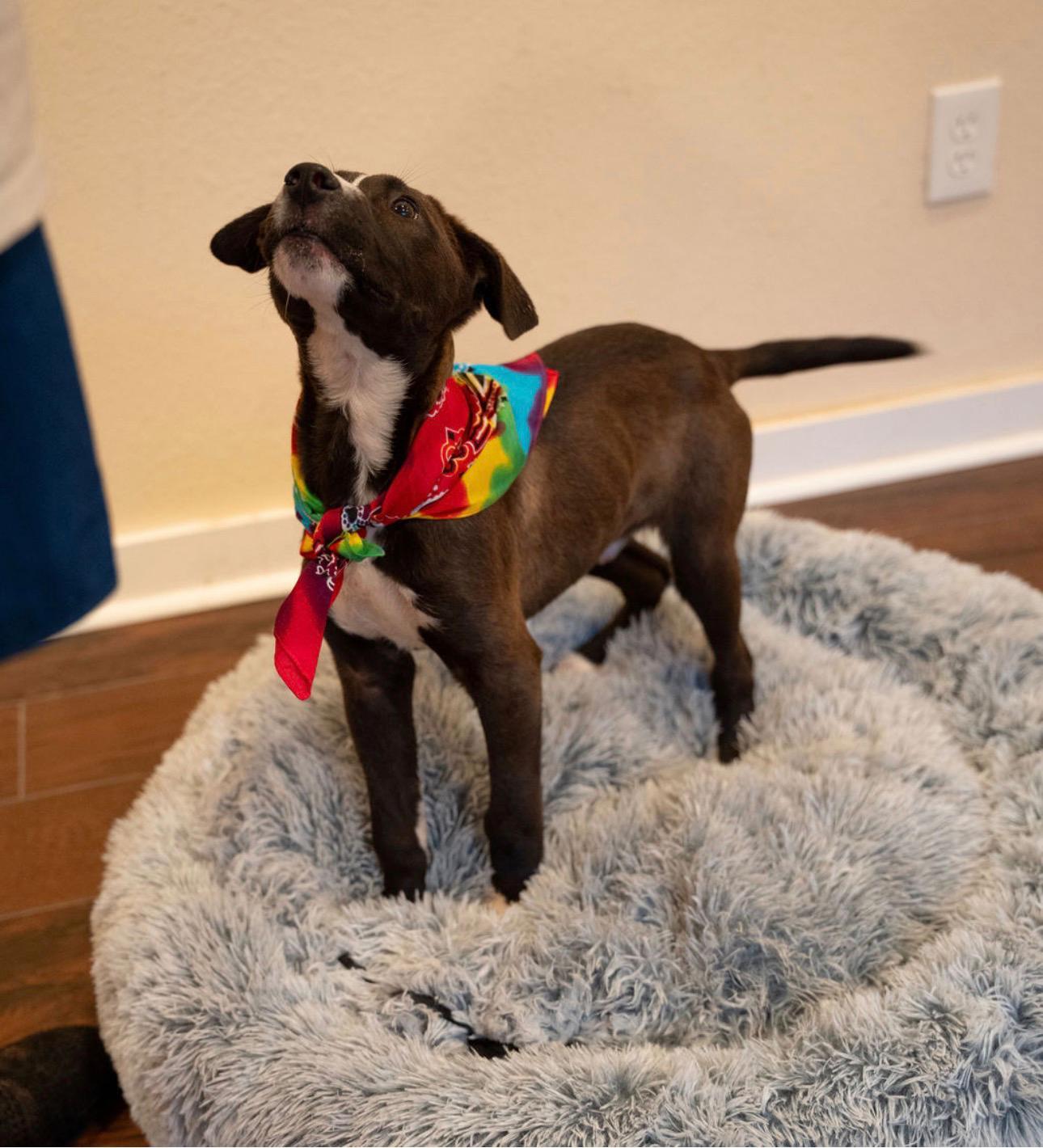 Enlarge Waffle , a ADOPTABLE mixed breed in houston, TX image 4/6